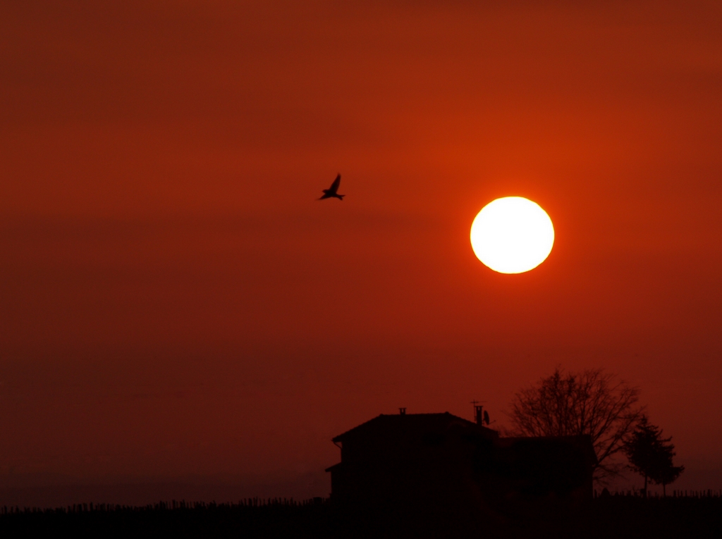 Sunset Bird II