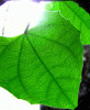 leaf by rene de guzman