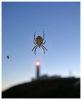 Spider eating lighthouse ...... lol by Ian Reed