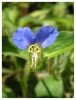 Blue Flower by Ian Reed