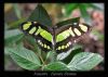 Malachite Butterfly by Ian Reed