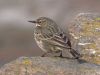 Rock Pipit (Anthus petrosus)