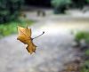 Falling_Leaf by manuel sousa