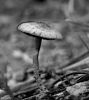 Mushroom by manuel sousa