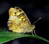 Butterfly (8)