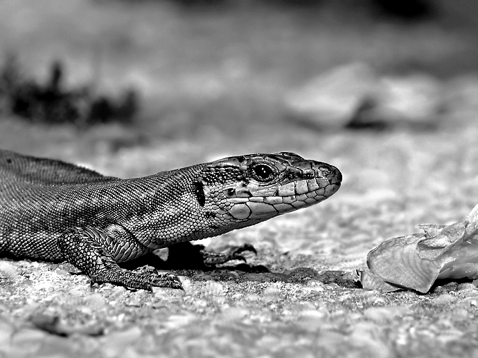 Lizzard