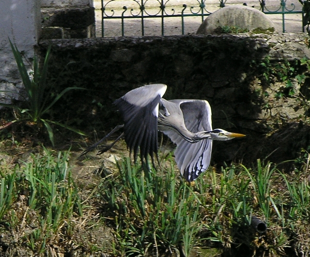 heron I