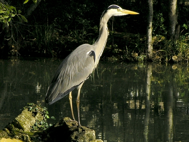 heron III