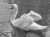 Swan by manuel sousa