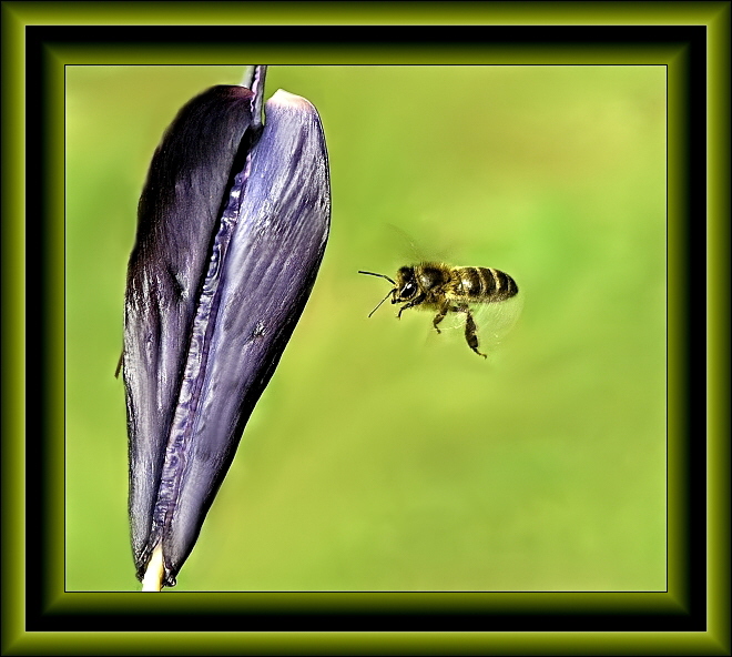 Flying_Bee