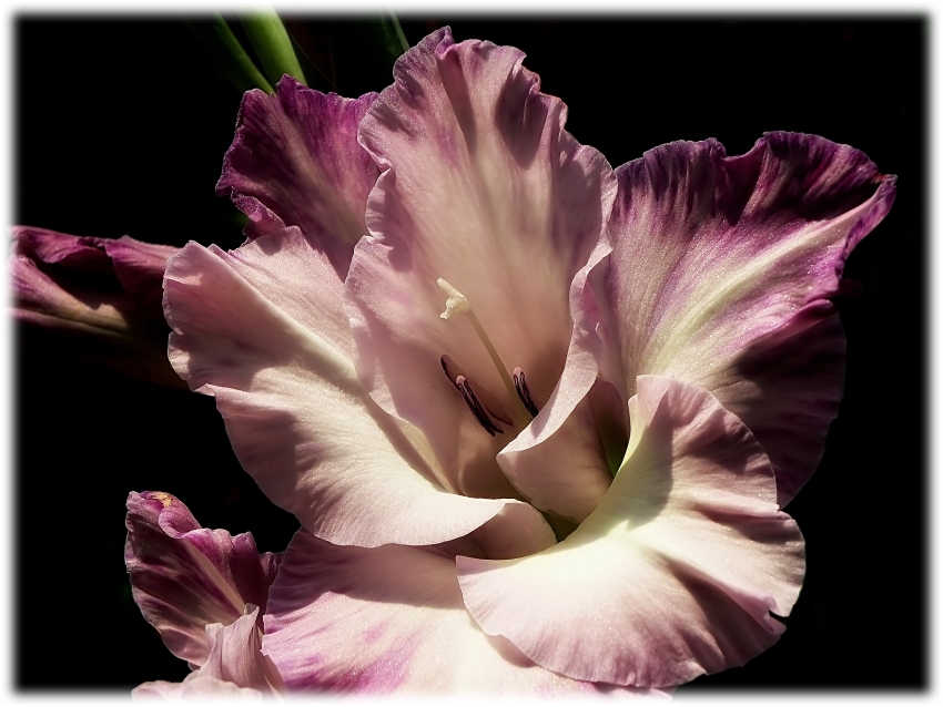Macro (6)