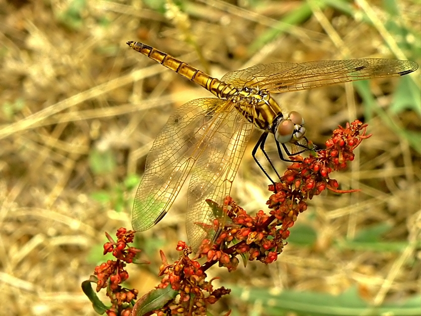 Dragonfly (2)