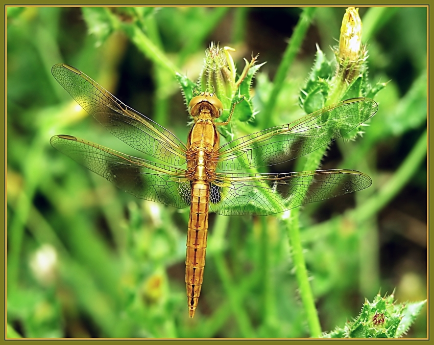 Dragonfly (3)