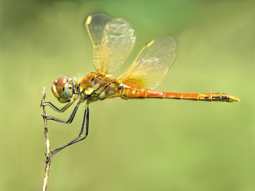 Dragonfly (4)