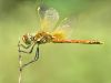 Dragonfly (4) by manuel sousa