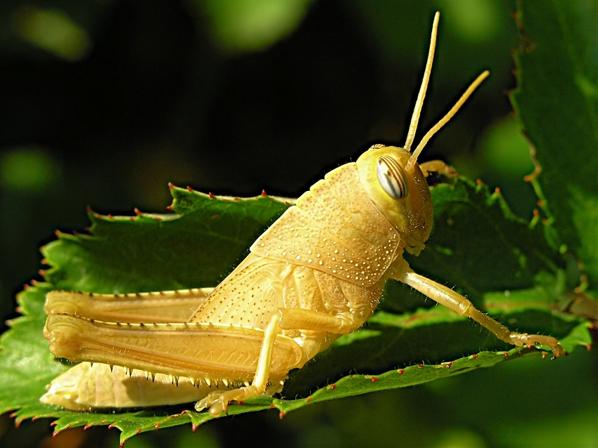 Grasshopper-soft_orange