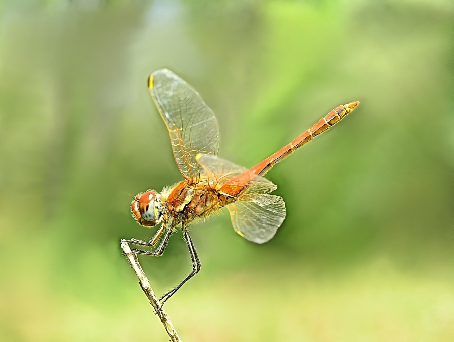 Dragonfly (5)