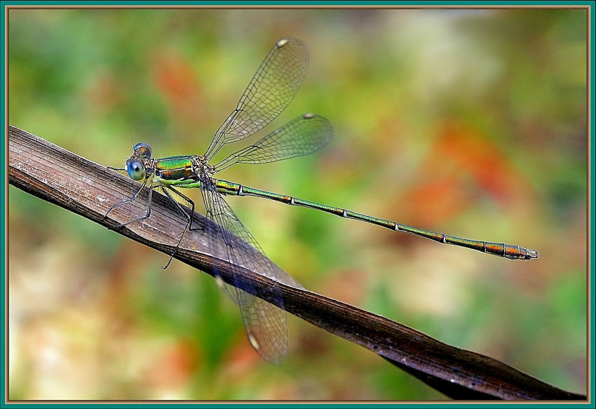 Damselfly (1)