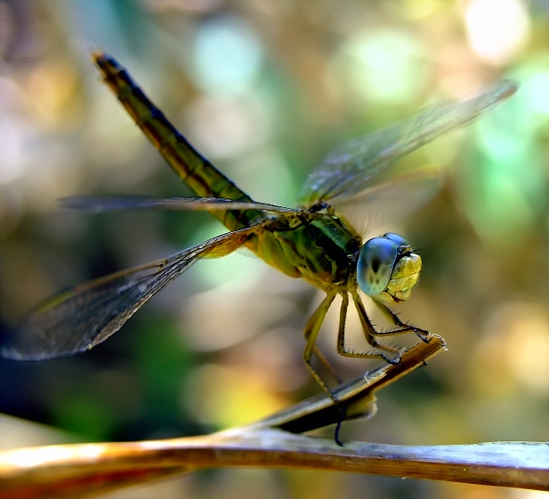 Dragonfly (8)