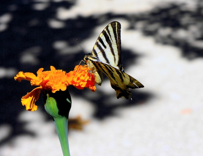 Butterfly (6)