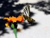 Butterfly (6) by manuel sousa