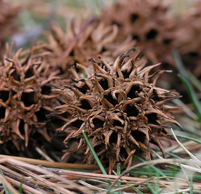 The Invasion of the Sweetgum Balls