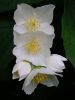 Philadelphus coronarius