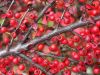 Cotoneaster horizontalis