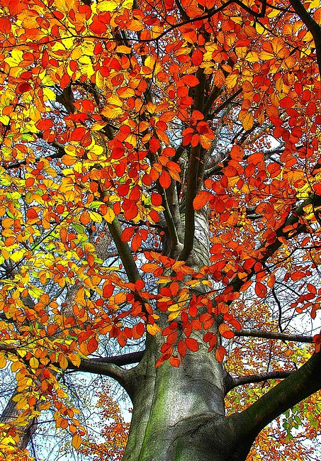 autumn beech tree