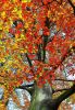 autumn beech tree
