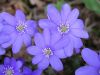 Hepatica nobilis