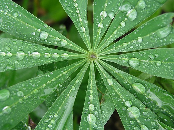 Lupinus polyphyllus