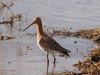 BLACK-TAILED GODWIT by Hans Gerlich