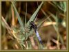 Dragonfly (Lib?llula depr?ssa) by Hans Gerlich