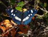 Unknown Butterfly by Hans Gerlich