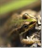 frog eye by Hans Gerlich