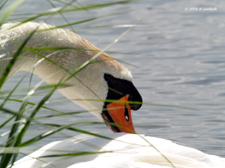 Swan 1