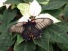 Papilio Polytes by Hans Gerlich