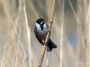 Reed Bunting by Hans Gerlich