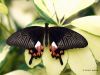 Papilio polytes ♀ by Hans Gerlich