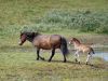 Mother & Young Equus cabalus by Hans Gerlich