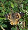 Painted Lady/Vanessa cardui by Hans Gerlich