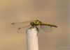 Dragonfly (4) by Hans Gerlich