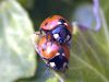 lucky ladybugs by Hans Gerlich