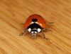 portrait ladybug by Hans Gerlich