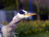 blue heron shaking head by Hans Gerlich