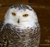 Snow Owl by Hans Gerlich