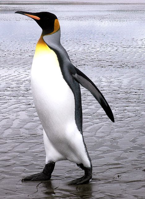 Emperor penguin