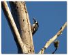 Acorn Woodpecker by Barry Vreyens