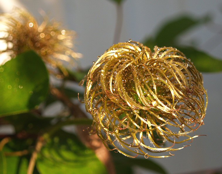Gold After the Bloom
